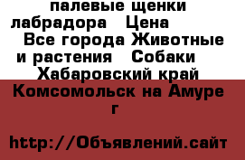 палевые щенки лабрадора › Цена ­ 30 000 - Все города Животные и растения » Собаки   . Хабаровский край,Комсомольск-на-Амуре г.